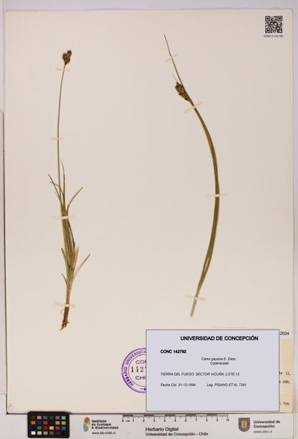 Carex gayana [Espécimen: UDEC:CONC:0142792]