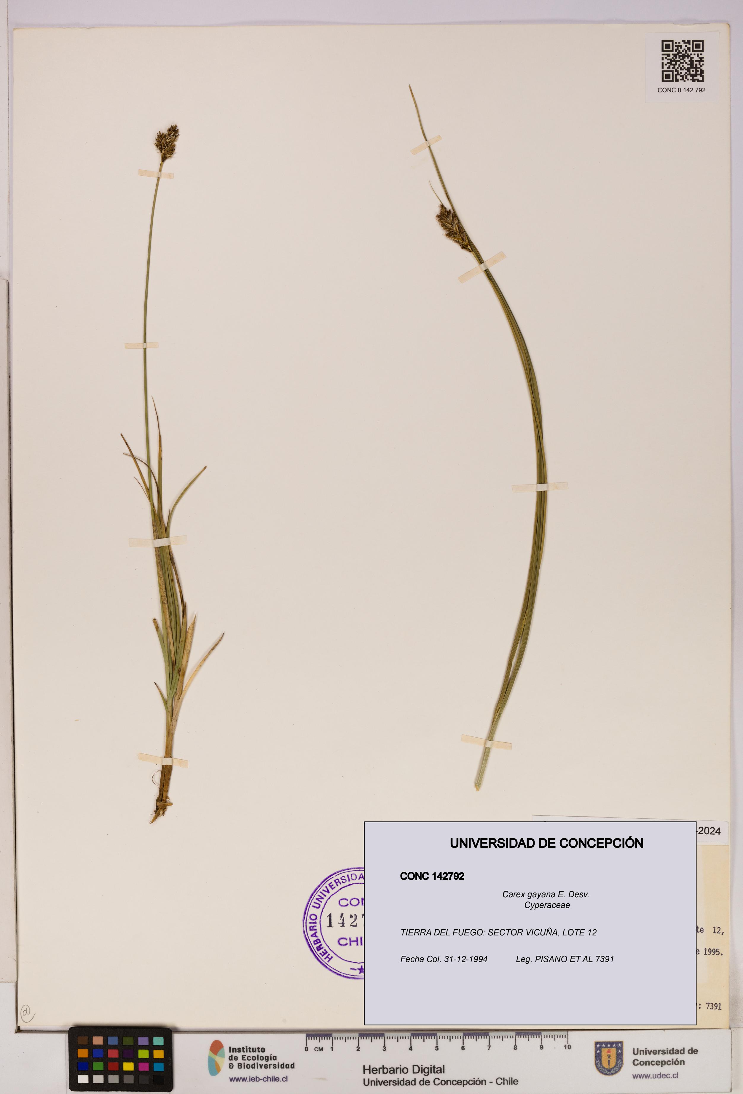 Carex gayana [Espécimen: UDEC:CONC:0142792]