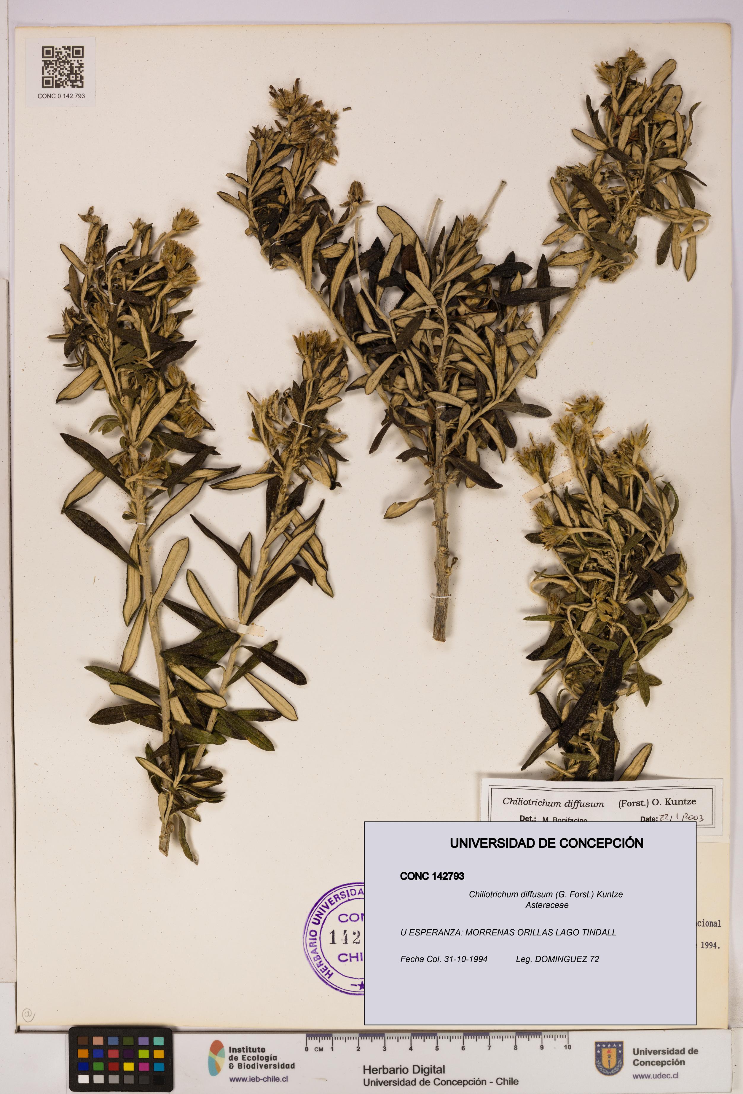 Chiliotrichum diffusum [Espécimen: UDEC:CONC:0142793]