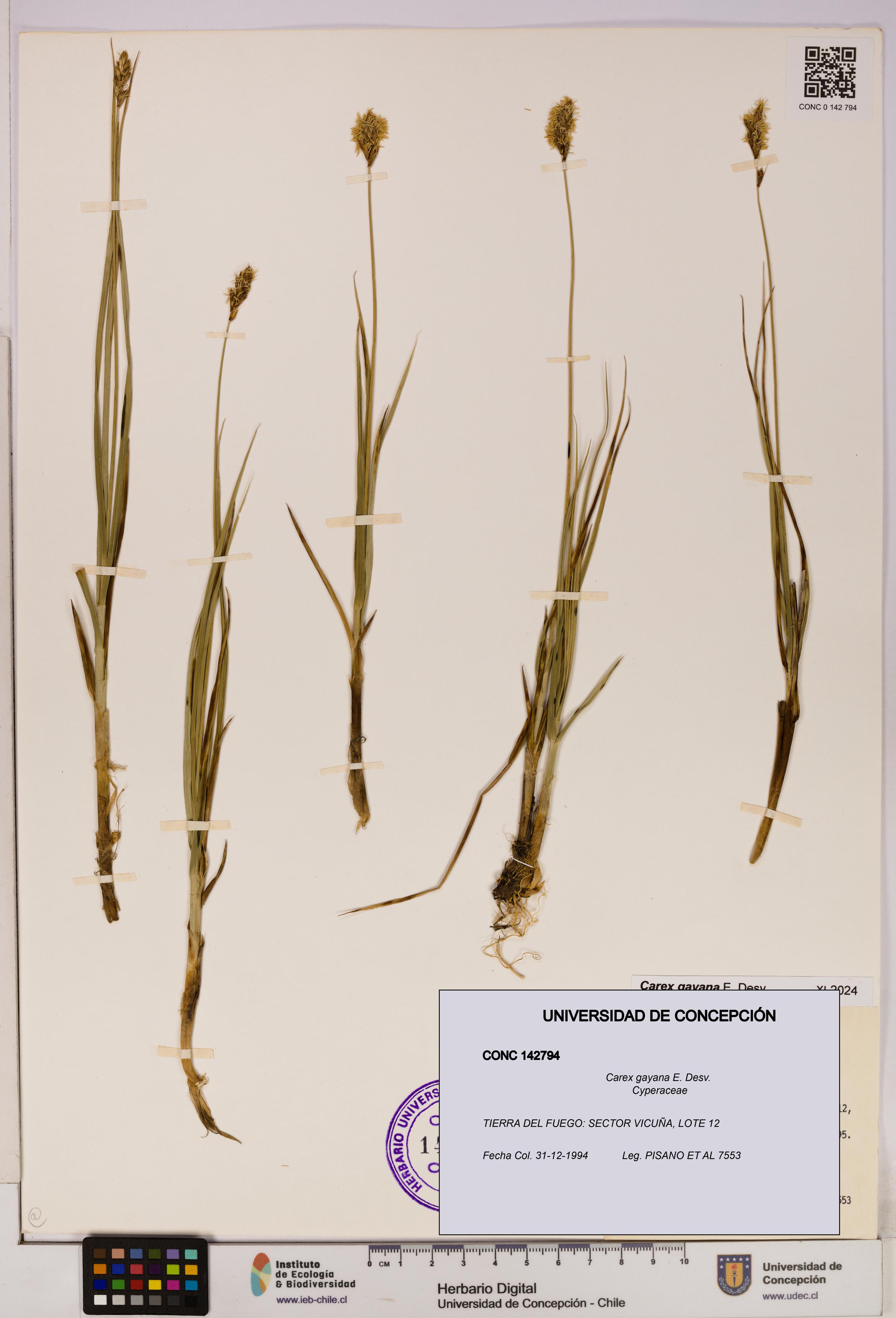 Carex gayana [Espécimen: UDEC:CONC:0142794]