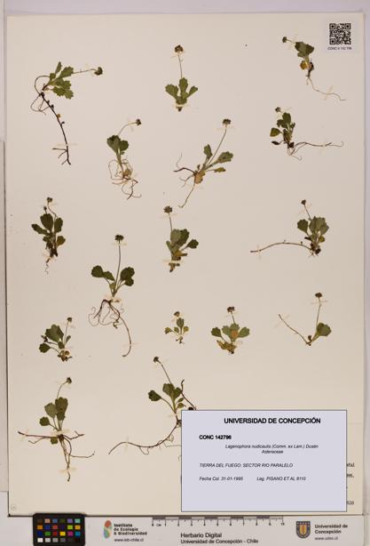 Lagenophora nudicaulis [Espécimen: ]