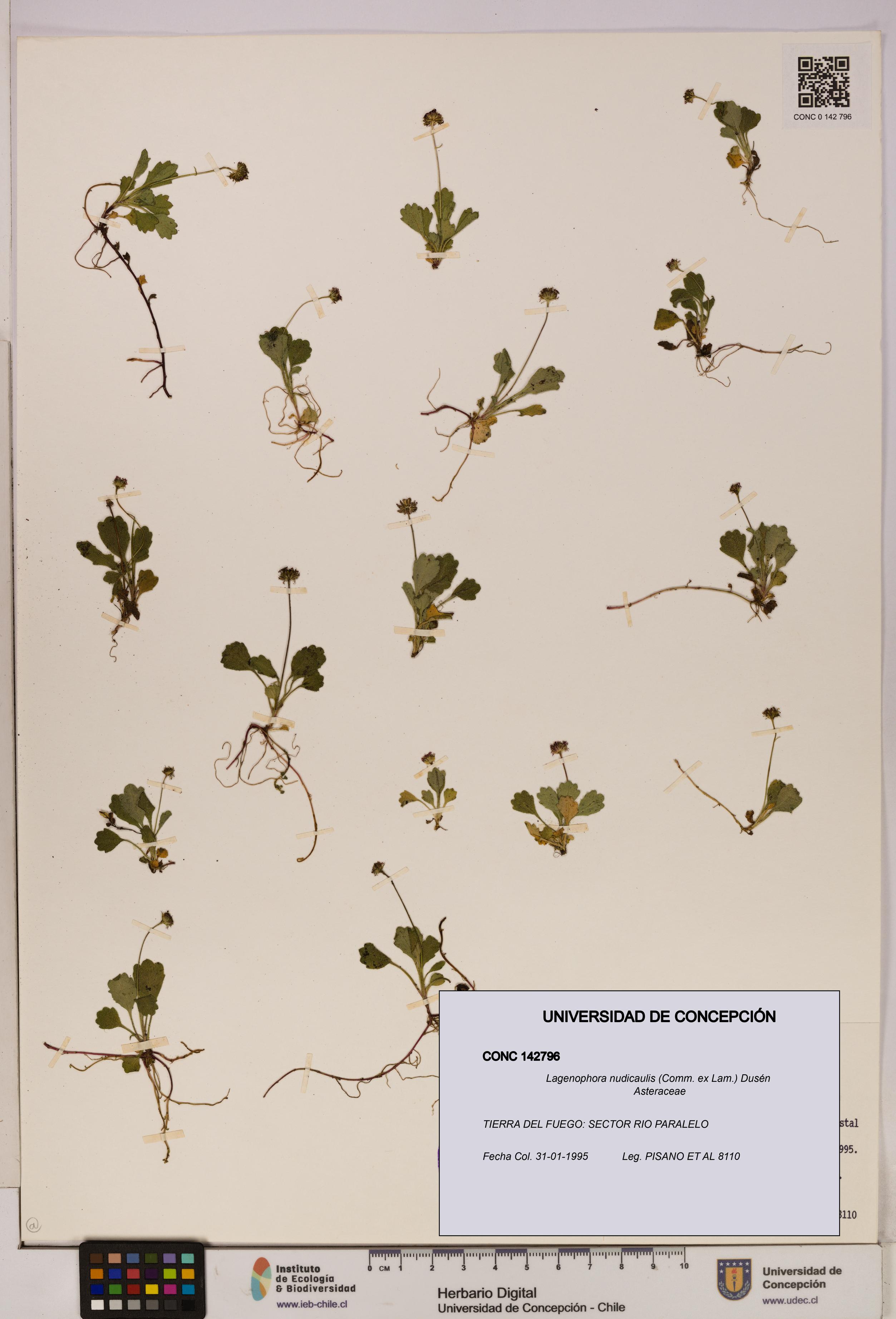 Lagenophora nudicaulis [Espécimen: ]