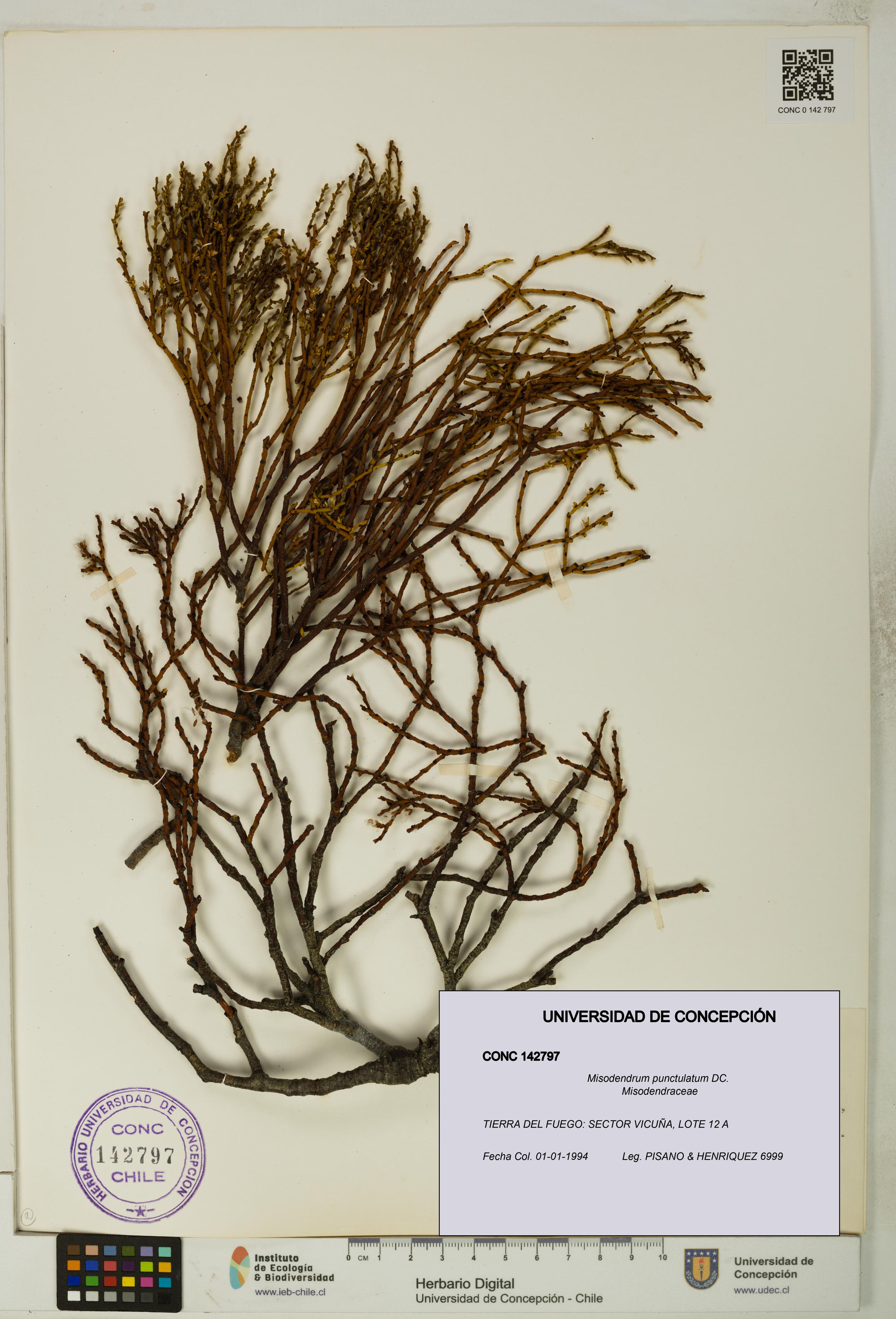 Misodendrum punctulatum [Espécimen: UDEC:CONC:0142797]