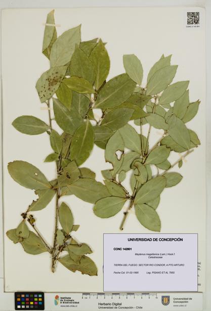 Maytenus magellanica [Espécimen: UDEC:CONC:0142801]