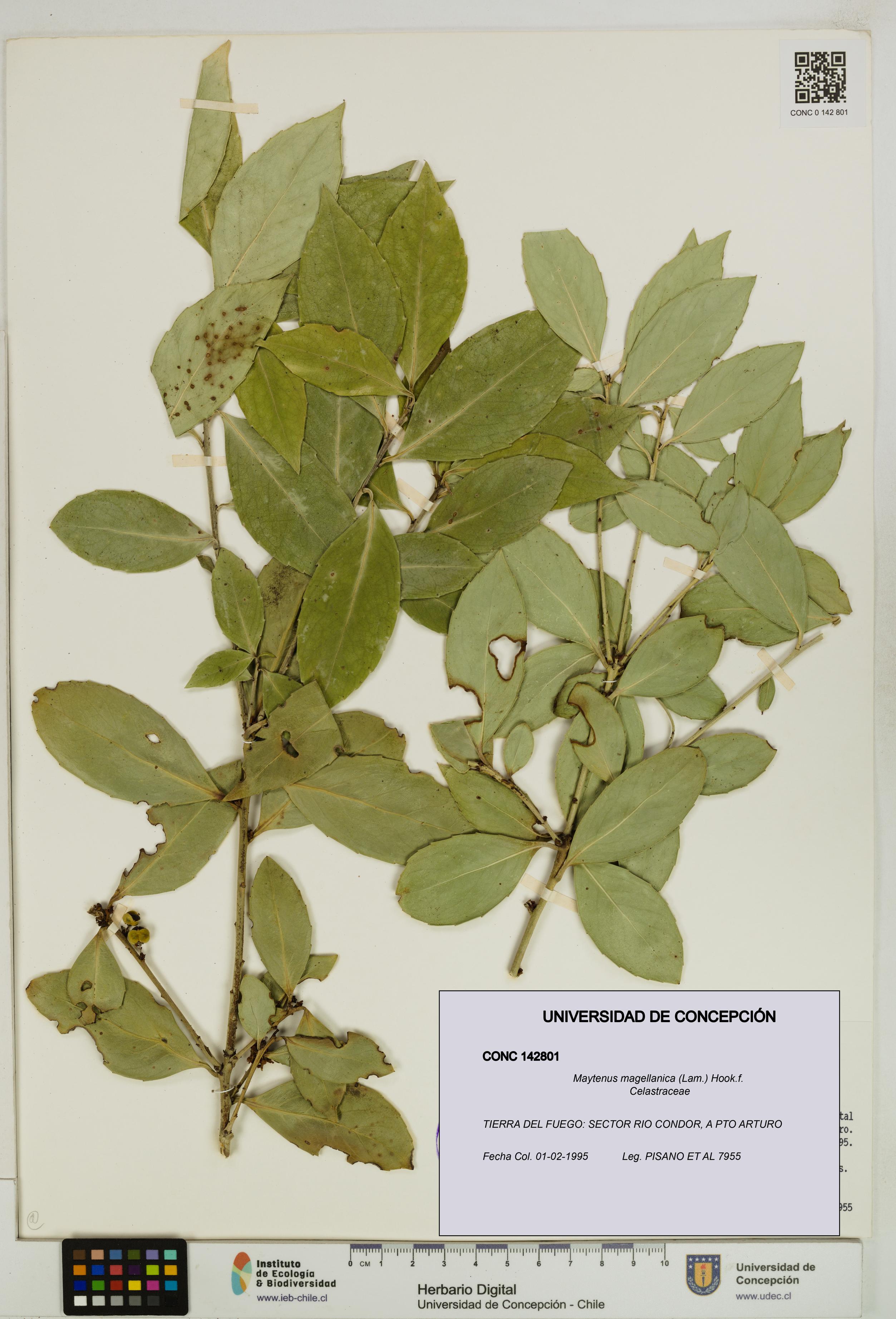 Maytenus magellanica [Espécimen: UDEC:CONC:0142801]