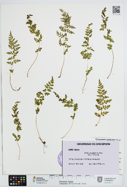Cystopteris apiiformis [Espécimen: UDEC:CONC:0142803]