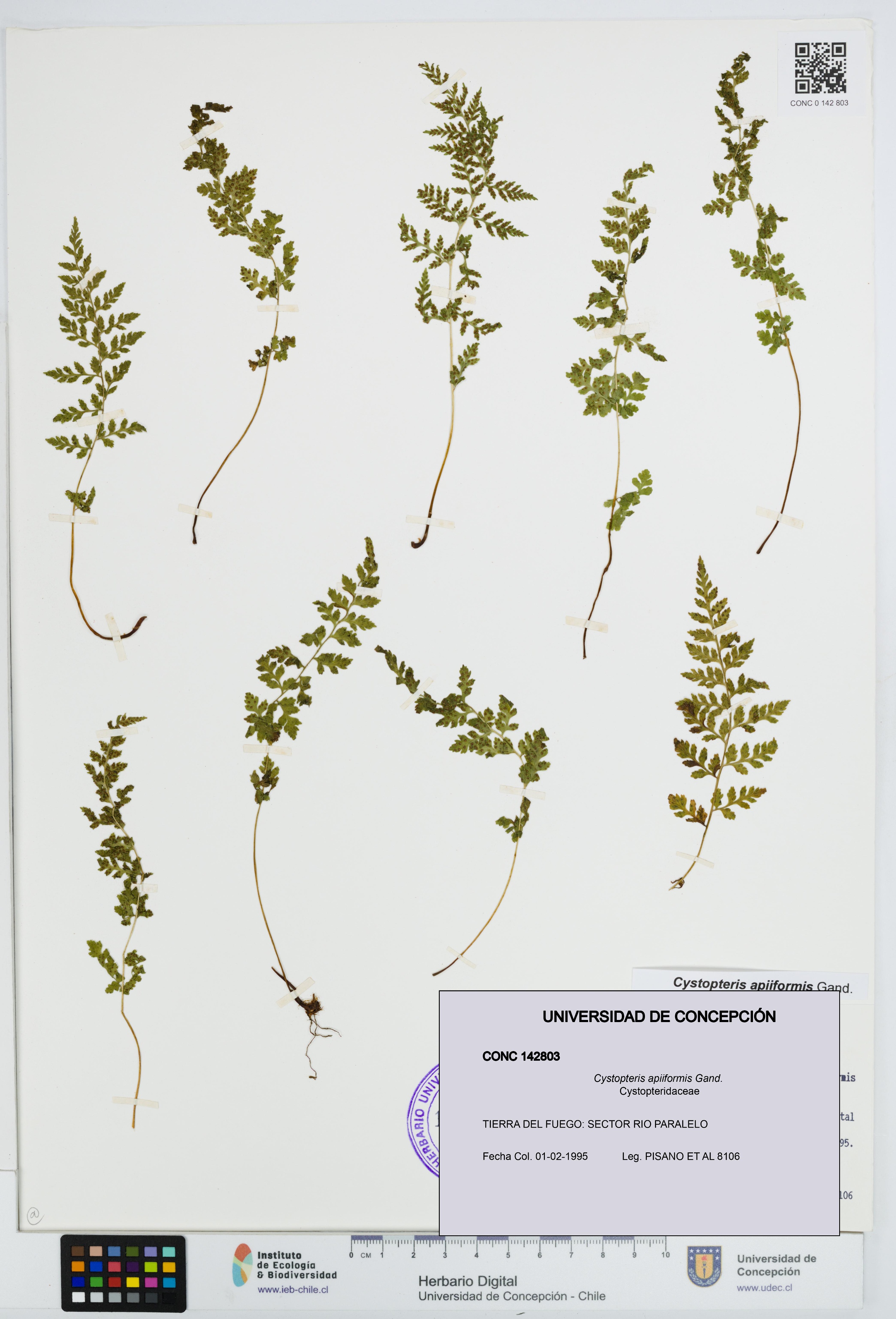 Cystopteris apiiformis [Espécimen: UDEC:CONC:0142803]