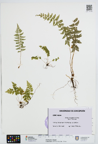 Cystopteris apiiformis [Espécimen: UDEC:CONC:0142804]