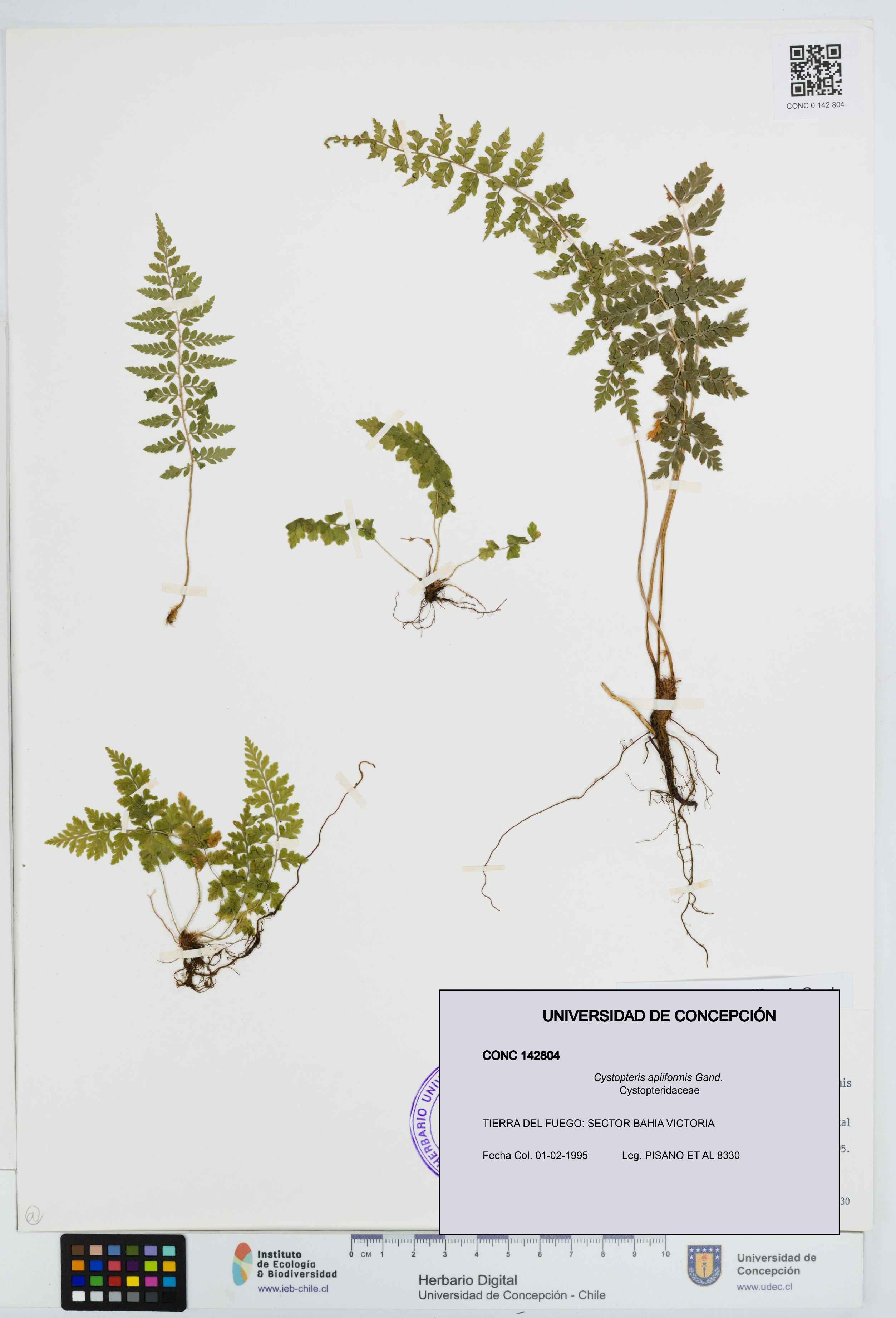 Cystopteris apiiformis [Espécimen: UDEC:CONC:0142804]