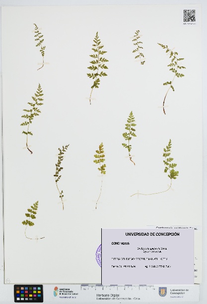 Cystopteris apiiformis [Espécimen: UDEC:CONC:0142805]