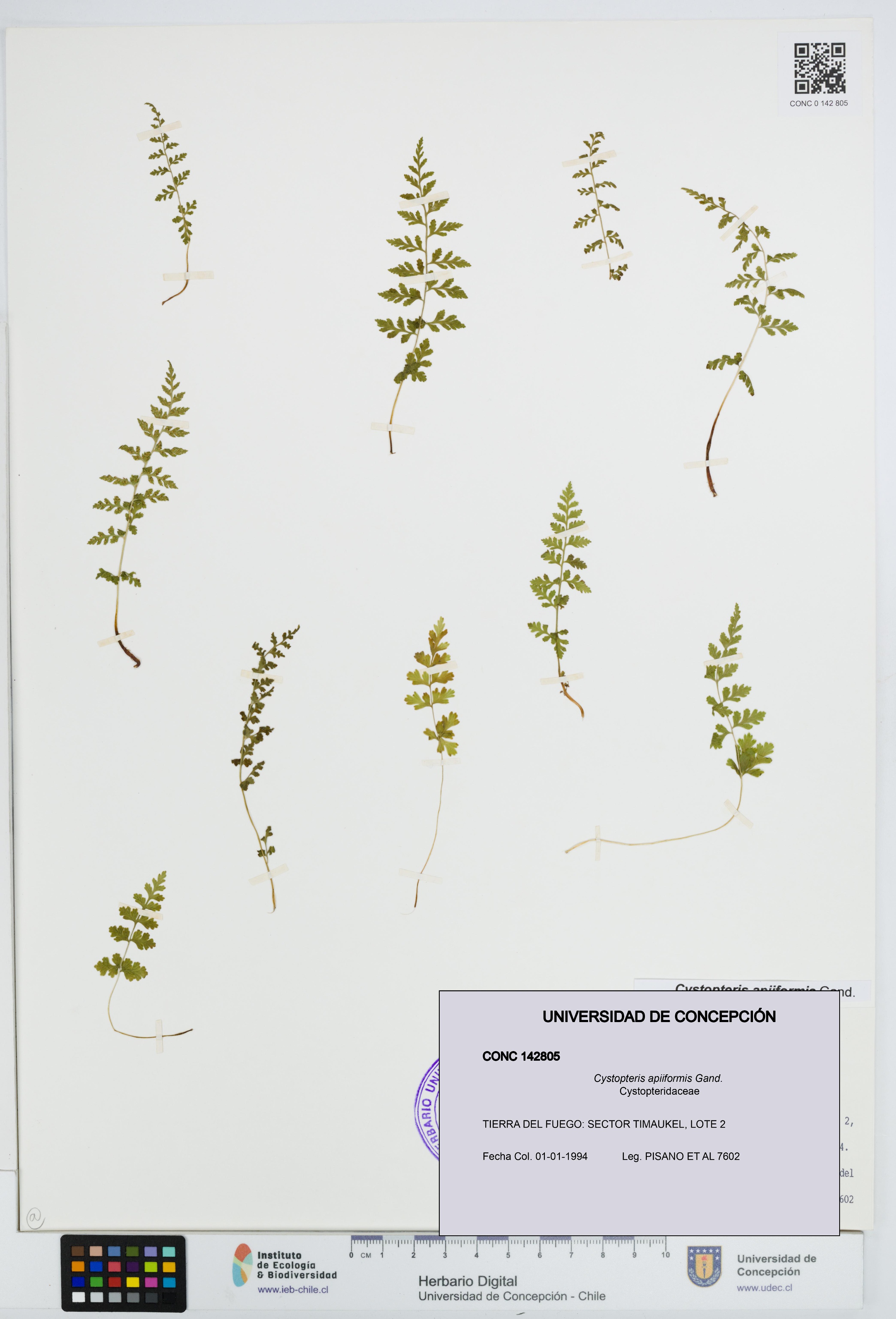 Cystopteris apiiformis [Espécimen: UDEC:CONC:0142805]