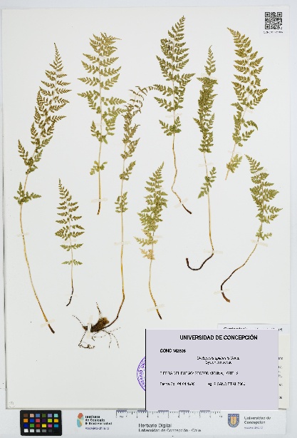 Cystopteris apiiformis [Espécimen: UDEC:CONC:0142806]