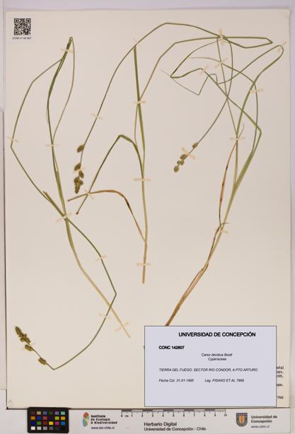 Carex decidua [Espécimen: UDEC:CONC:0142807]