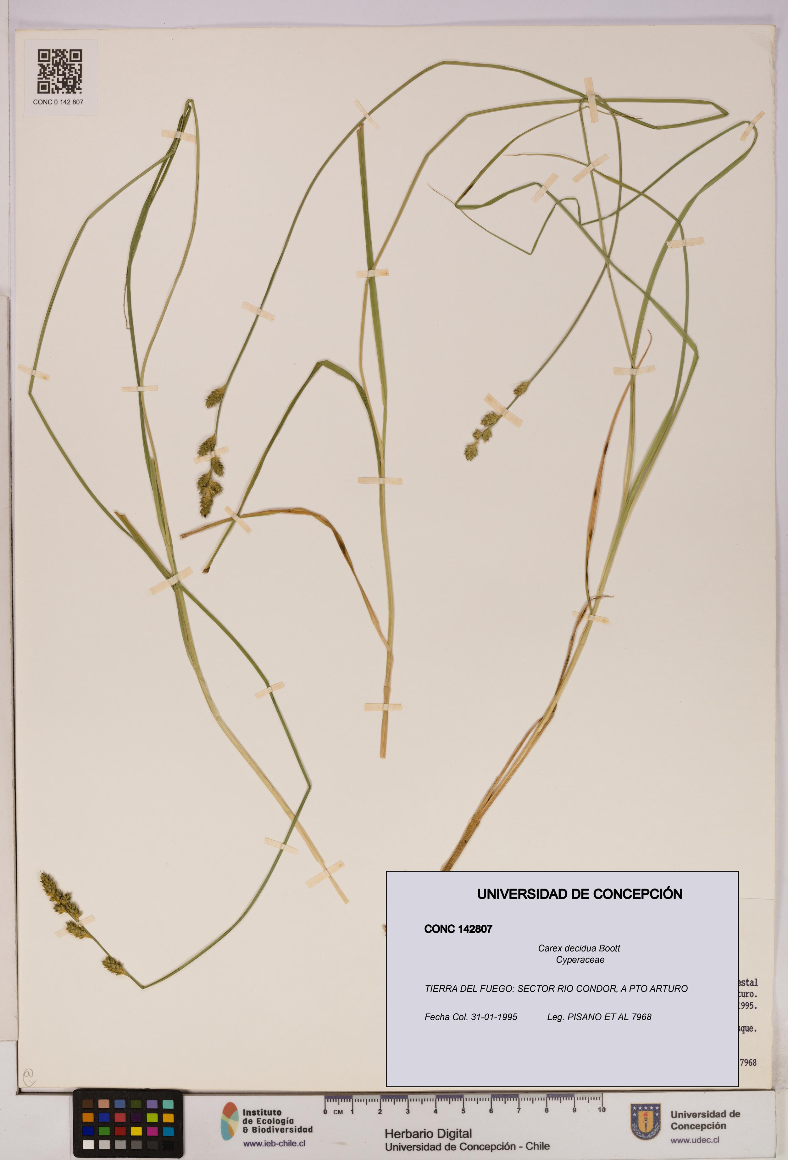 Carex decidua [Espécimen: UDEC:CONC:0142807]