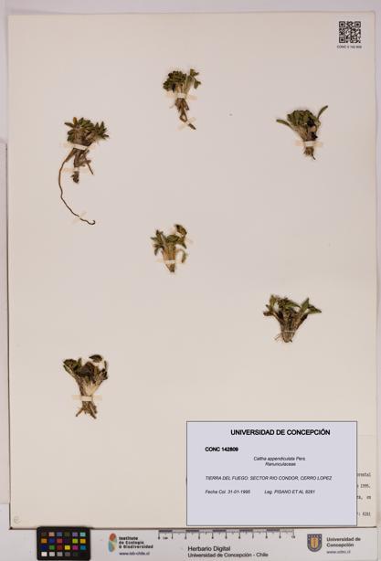 Caltha appendiculata [Espécimen: UDEC:CONC:0142809]