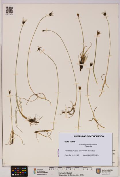 Carex kingii [Espécimen: UDEC:CONC:0142810]