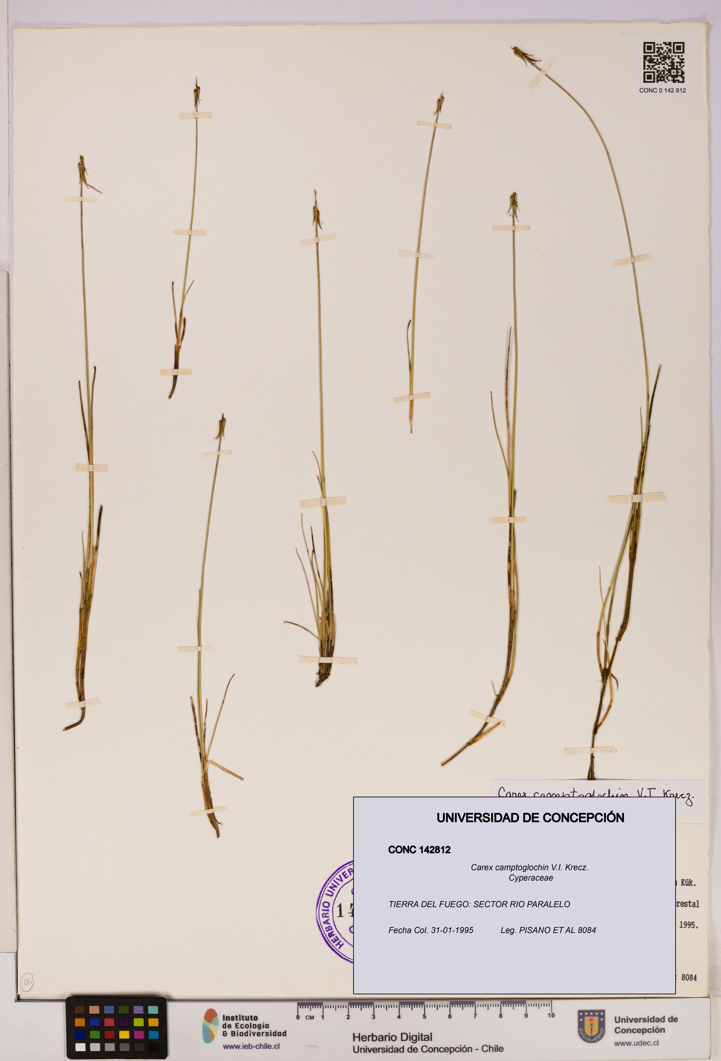 Carex camptoglochin [Espécimen: UDEC:CONC:0142812]