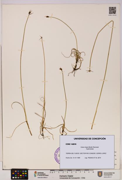 Carex kingii [Espécimen: UDEC:CONC:0142816]