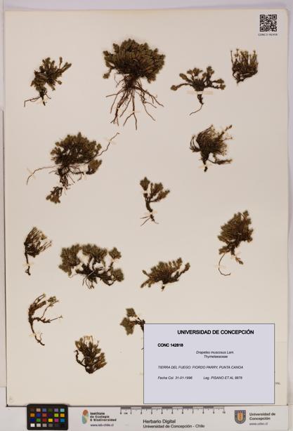 Drapetes muscosus [Espécimen: UDEC:CONC:0142818]