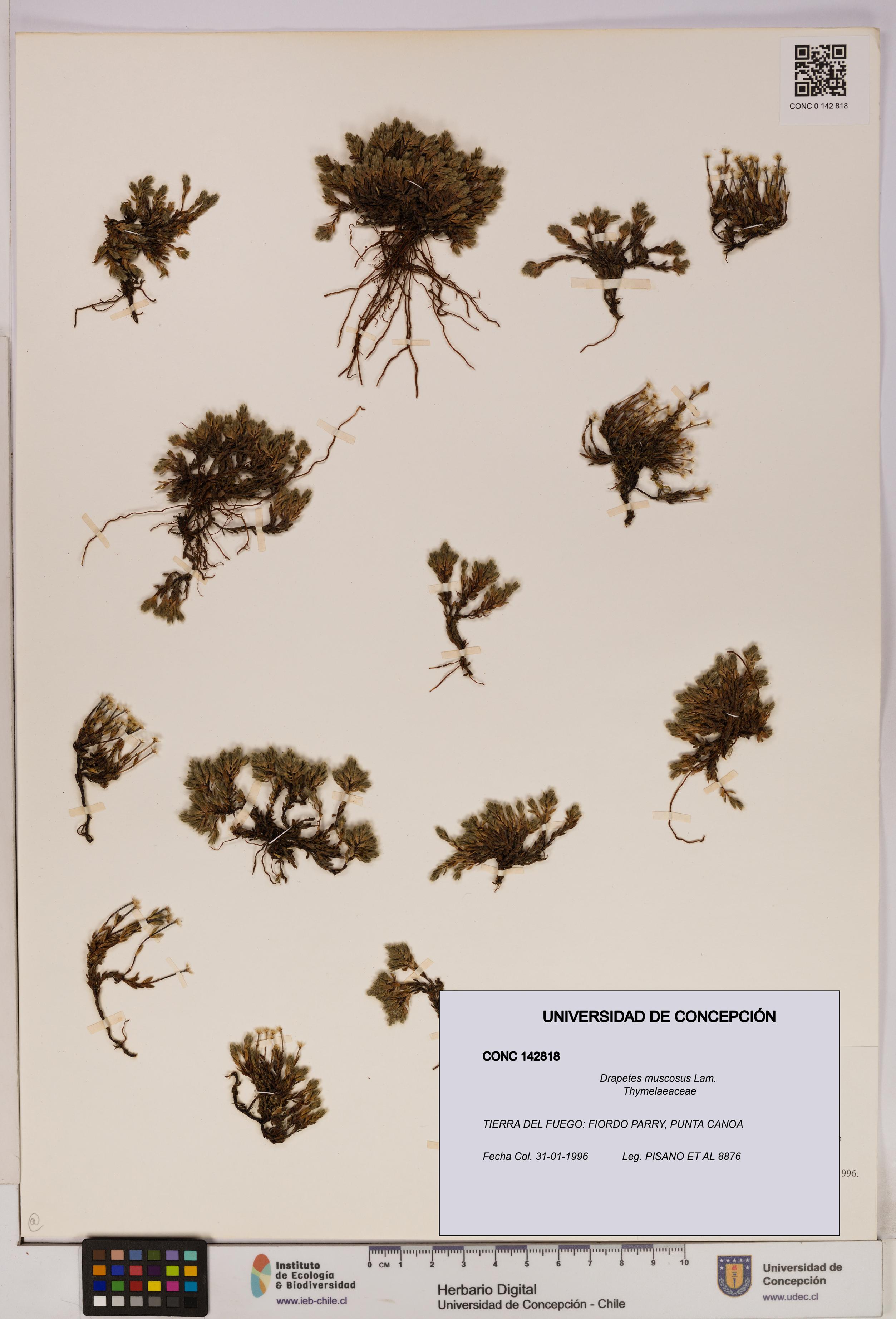 Drapetes muscosus [Espécimen: UDEC:CONC:0142818]