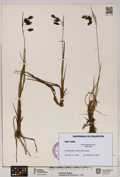 Carex magellanica [Espécimen: UDEC:CONC:0142825]