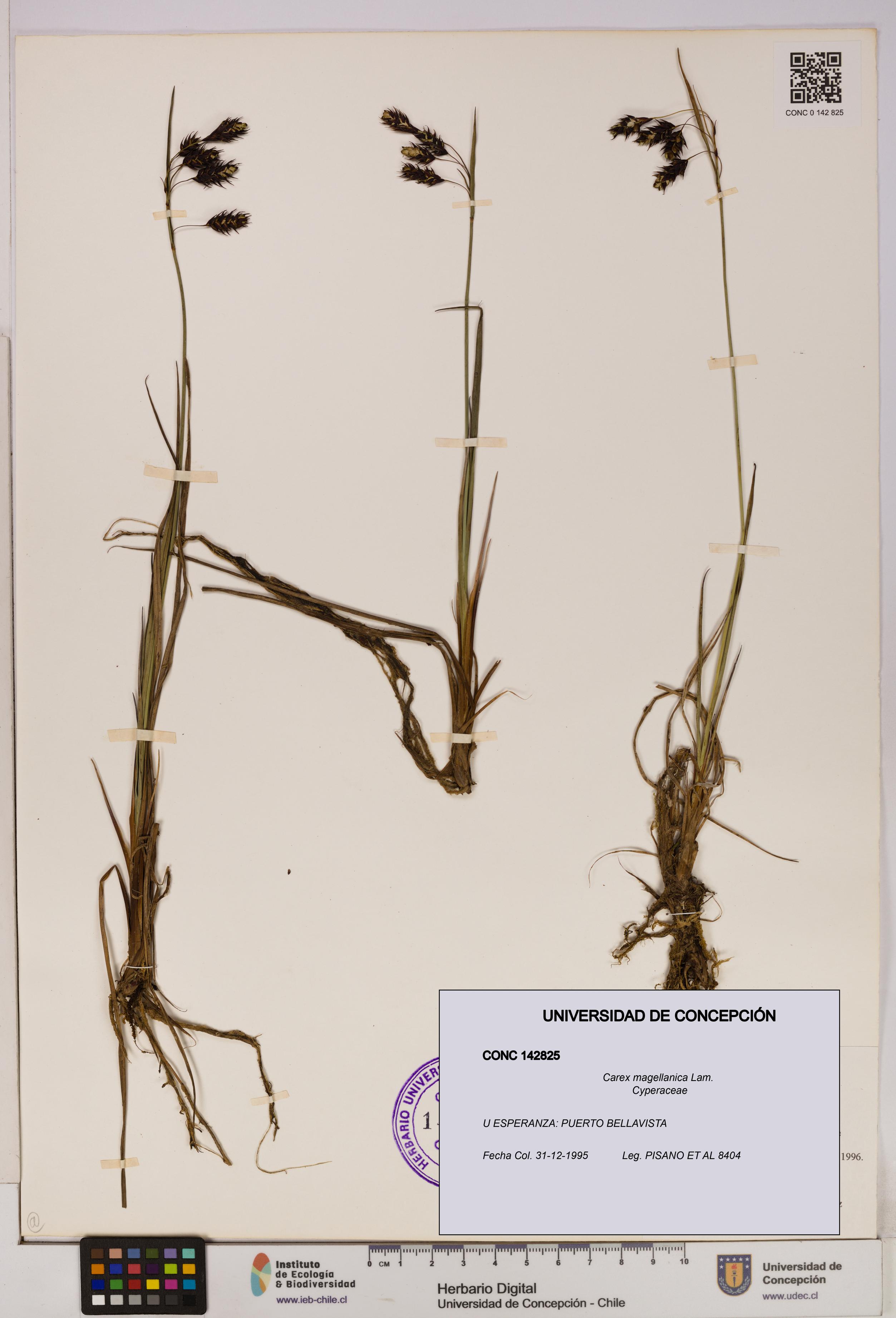 Carex magellanica [Espécimen: UDEC:CONC:0142825]