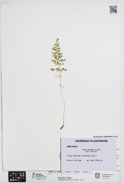 Cystopteris apiiformis [Espécimen: UDEC:CONC:0142831]