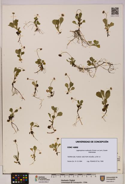 Lagenophora nudicaulis [Espécimen: ]