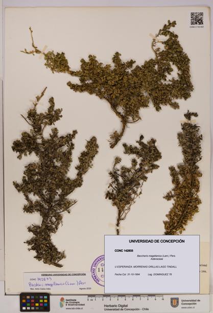 Baccharis magellanica [Espécimen: UDEC:CONC:0142833]