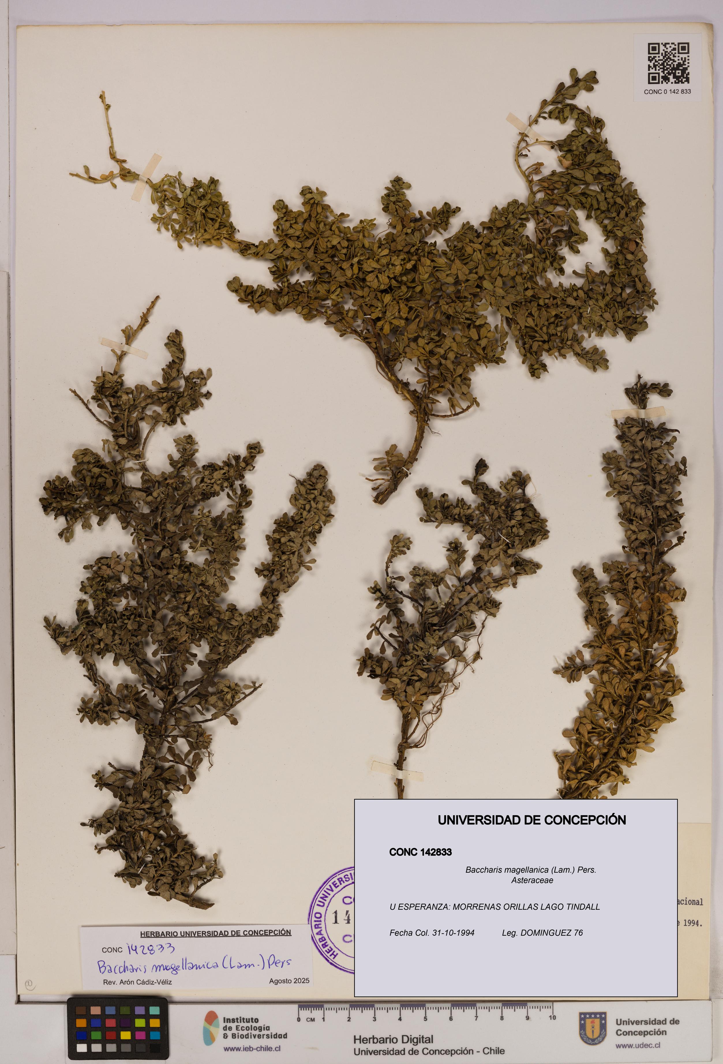 Baccharis magellanica [Espécimen: UDEC:CONC:0142833]