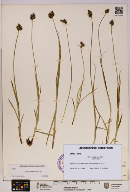 Carex macloviana [Espécimen: UDEC:CONC:0142840]