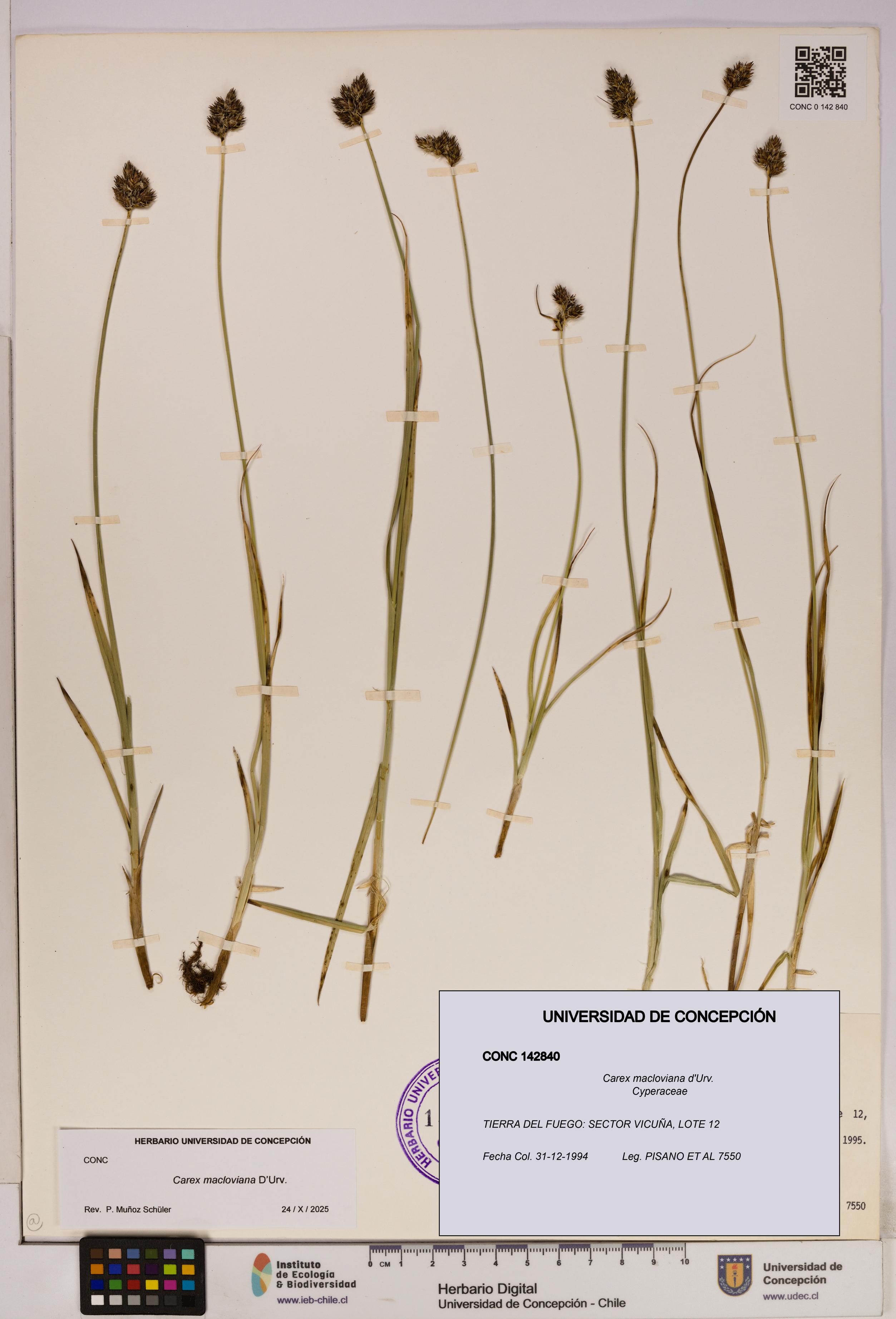 Carex macloviana [Espécimen: UDEC:CONC:0142840]