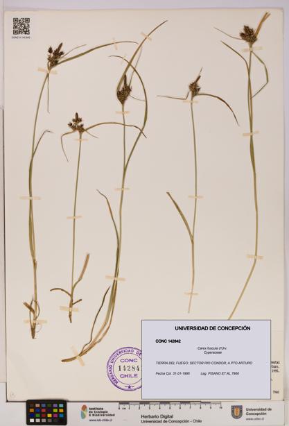 Carex fuscula [Espécimen: UDEC:CONC:0142842]