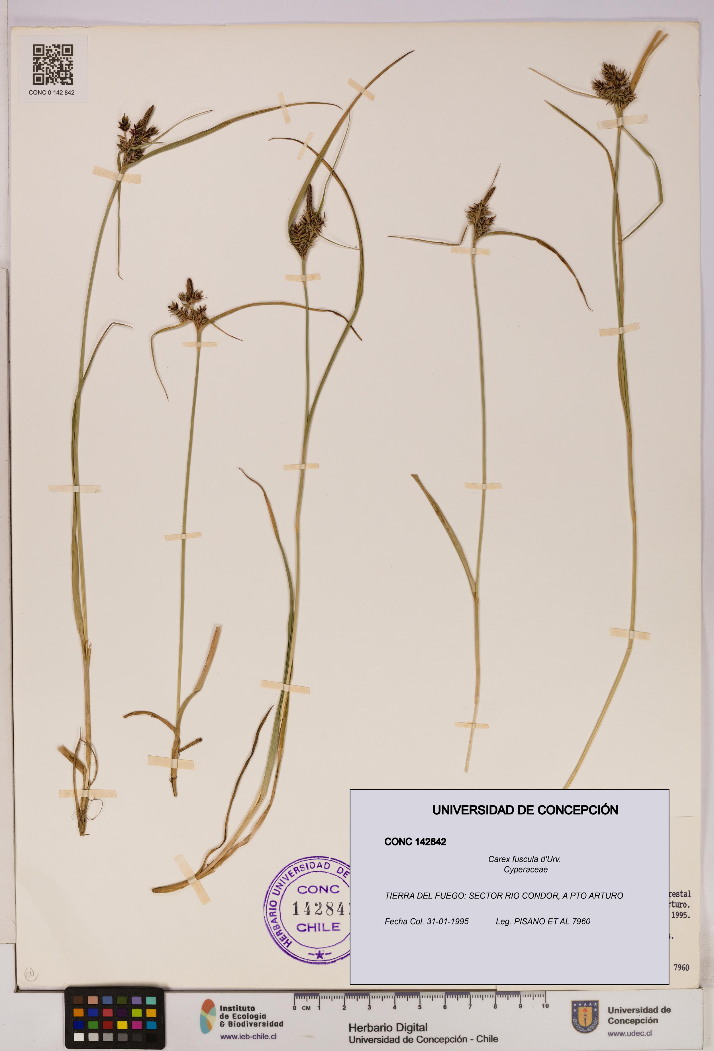 Carex fuscula [Espécimen: UDEC:CONC:0142842]
