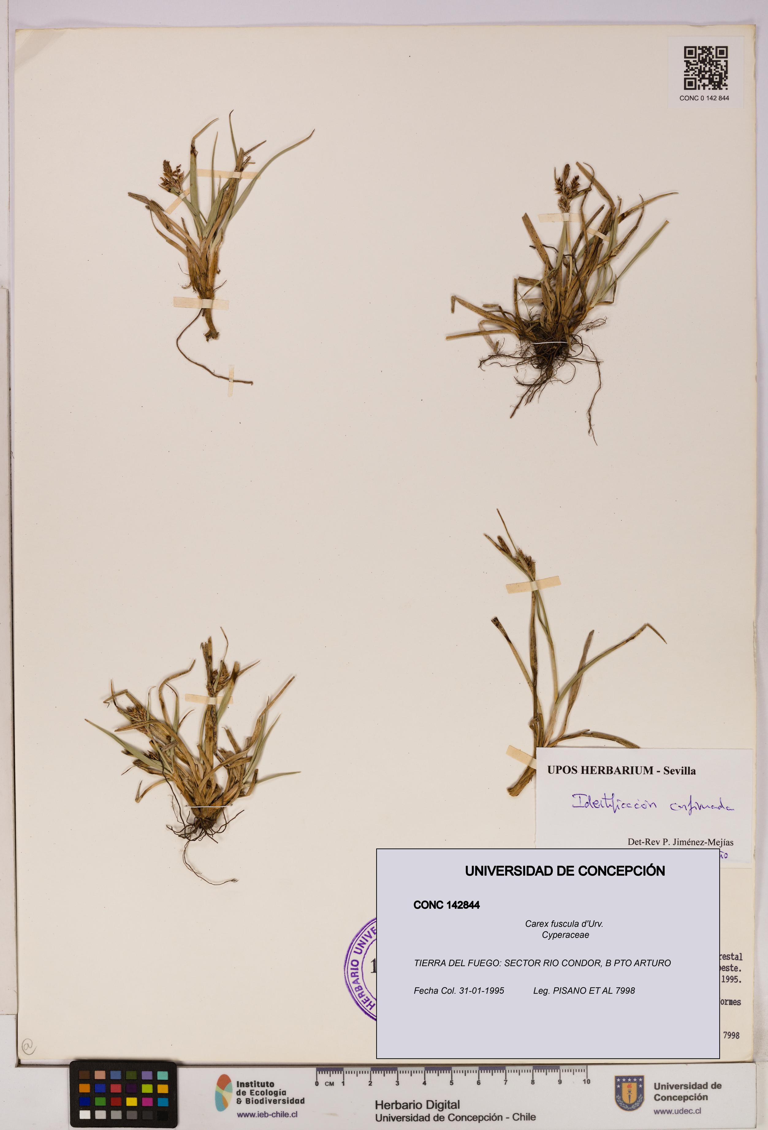 Carex fuscula [Espécimen: UDEC:CONC:0142844]