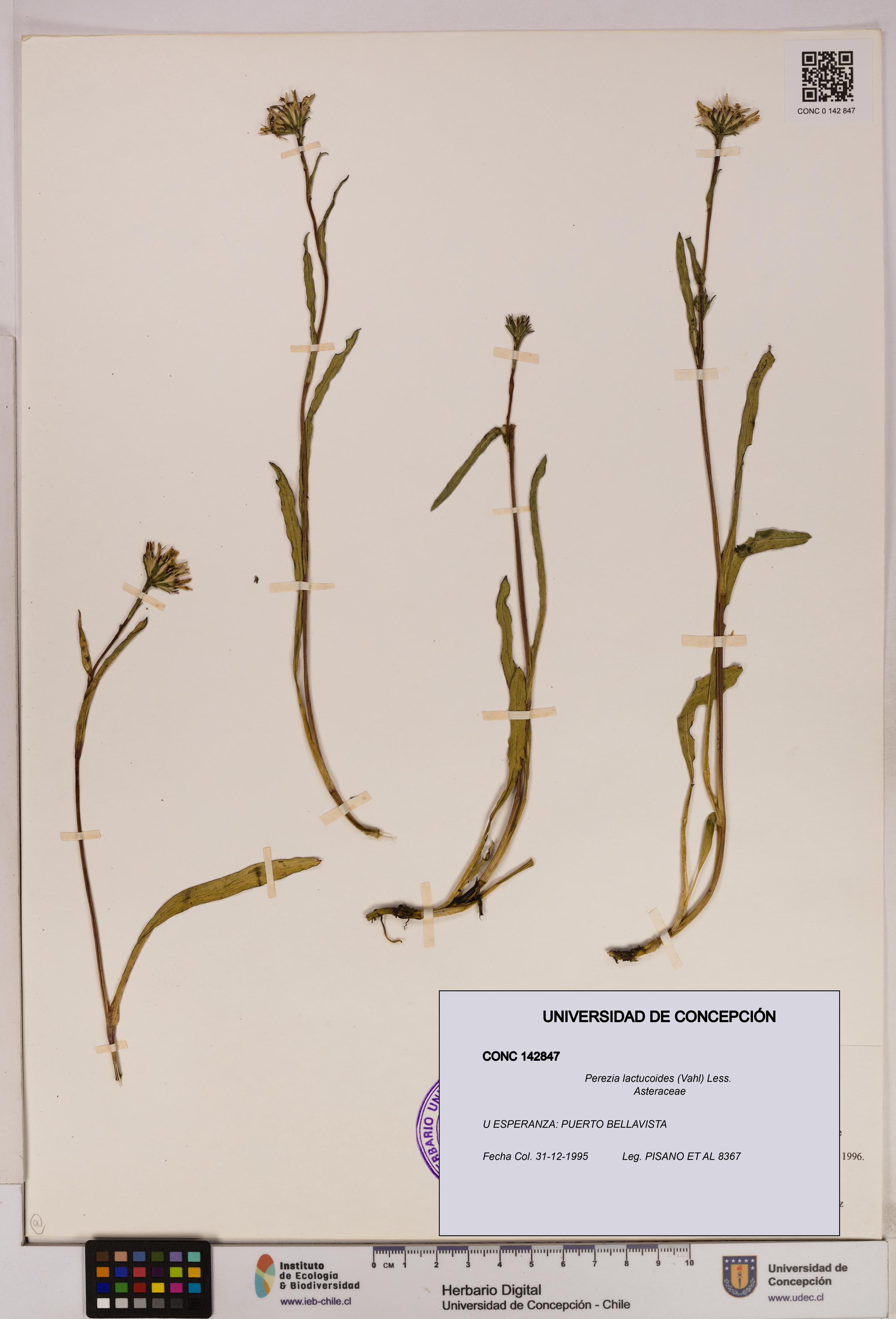 Perezia lactucoides [Espécimen: UDEC:CONC:0142847]