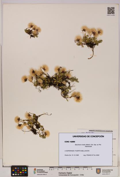 Baccharis nivalis [Espécimen: UDEC:CONC:0142850]