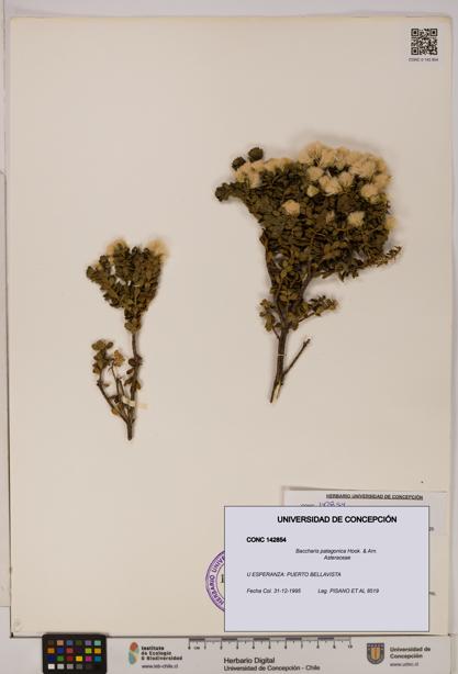 Baccharis patagonica [Espécimen: UDEC:CONC:0142854]