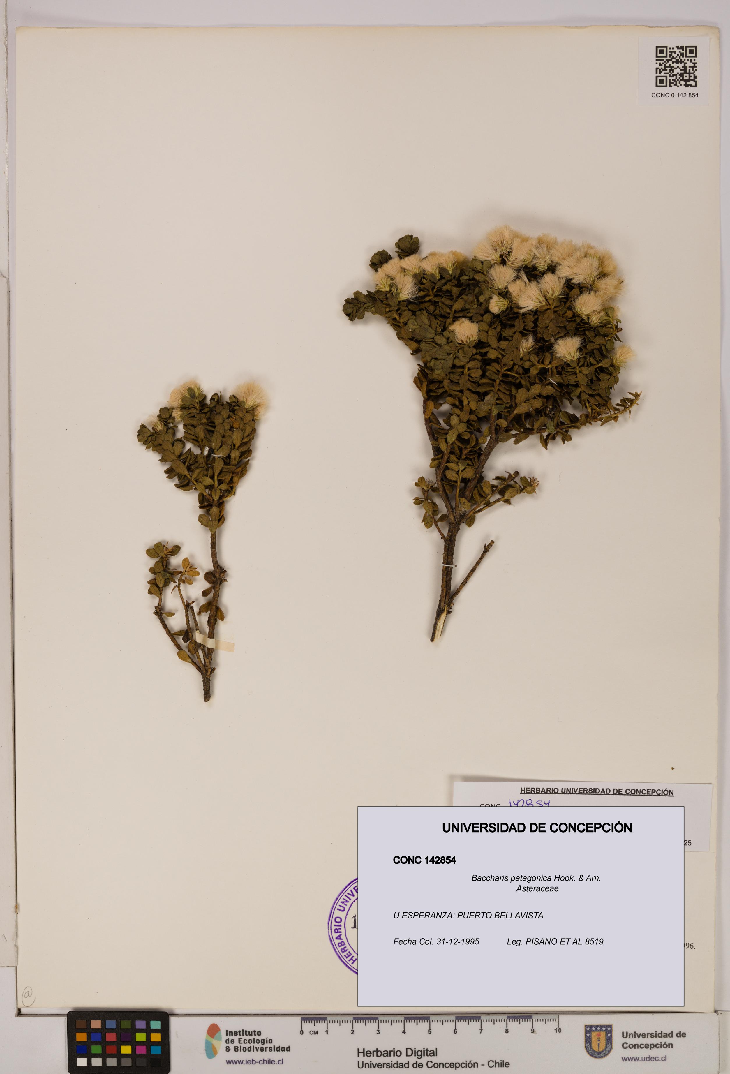 Baccharis patagonica [Espécimen: UDEC:CONC:0142854]