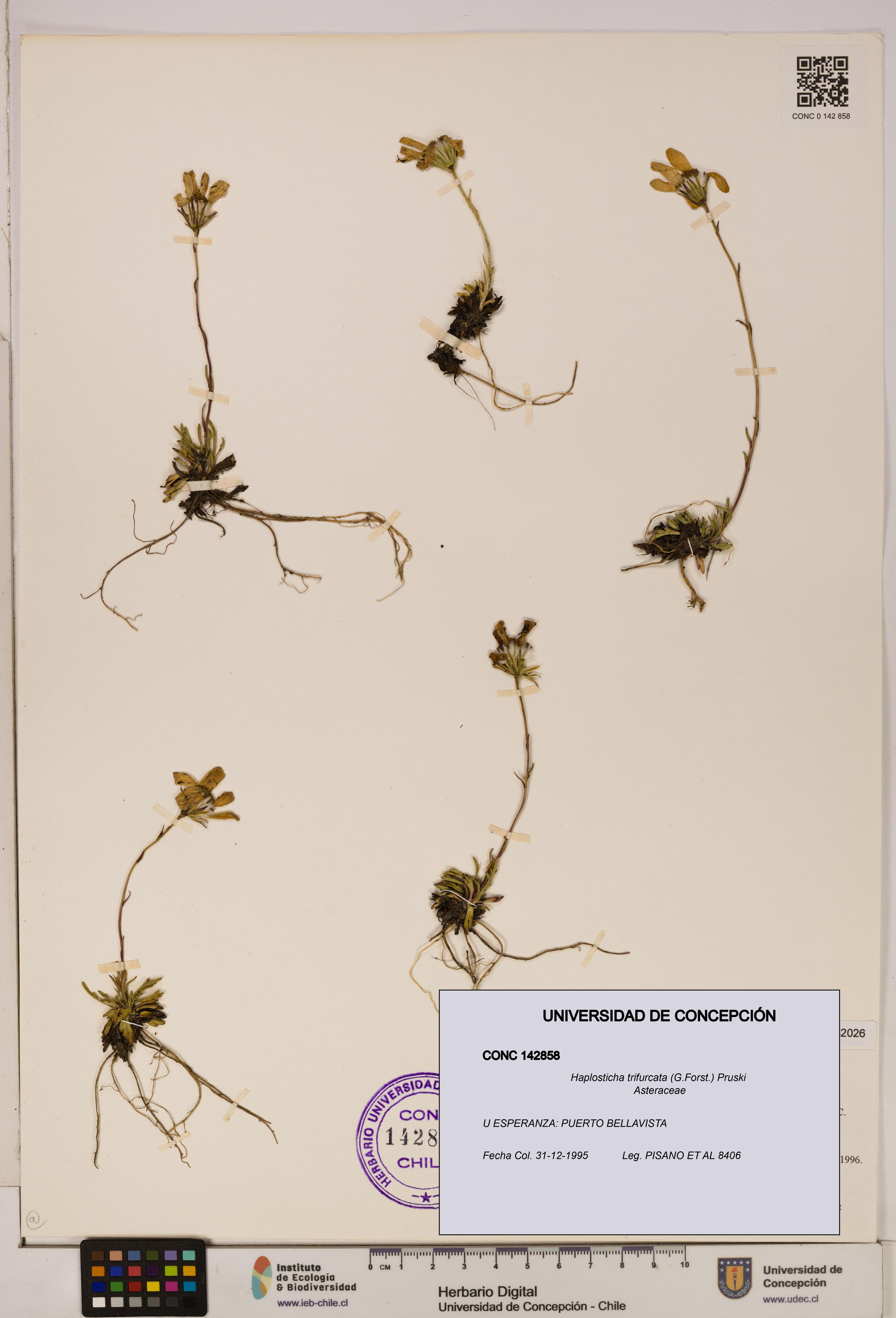 Haplosticha trifurcata [Espécimen: UDEC:CONC:0142858]