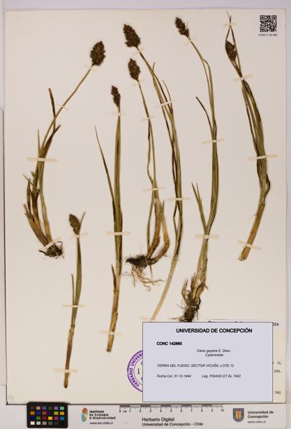 Carex gayana [Espécimen: UDEC:CONC:0142860]