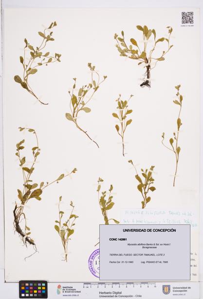 Myosotis albiflora [Espécimen: ]