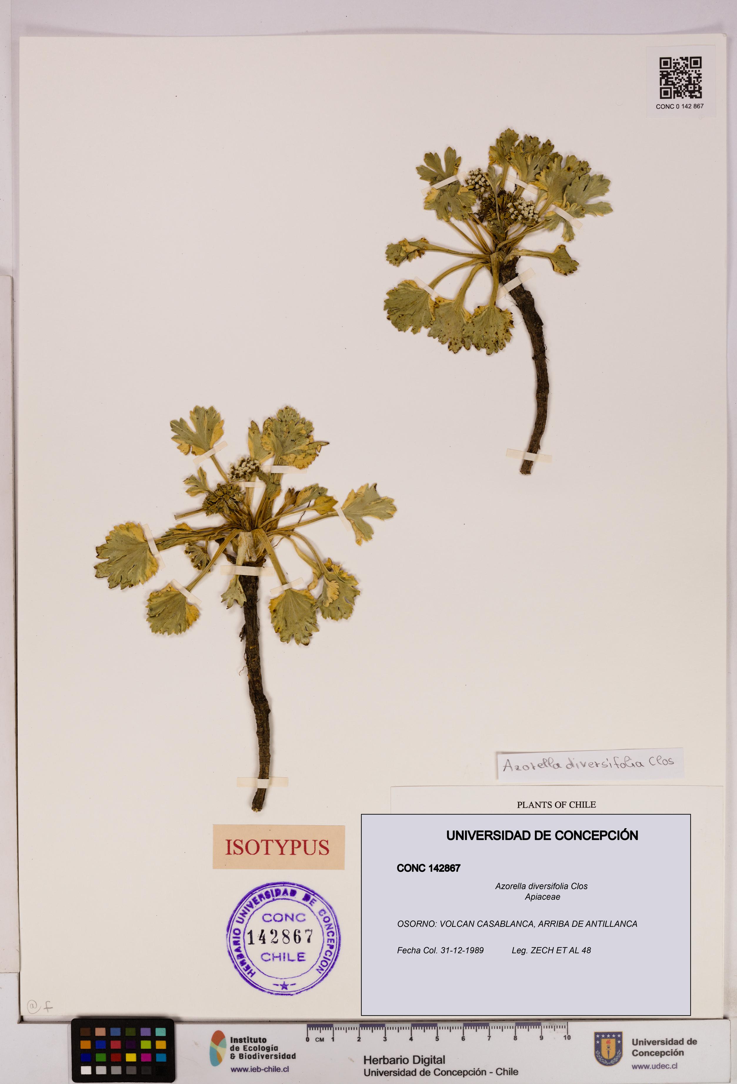 Azorella diversifolia [Espécimen: UDEC:CONC:0142867]