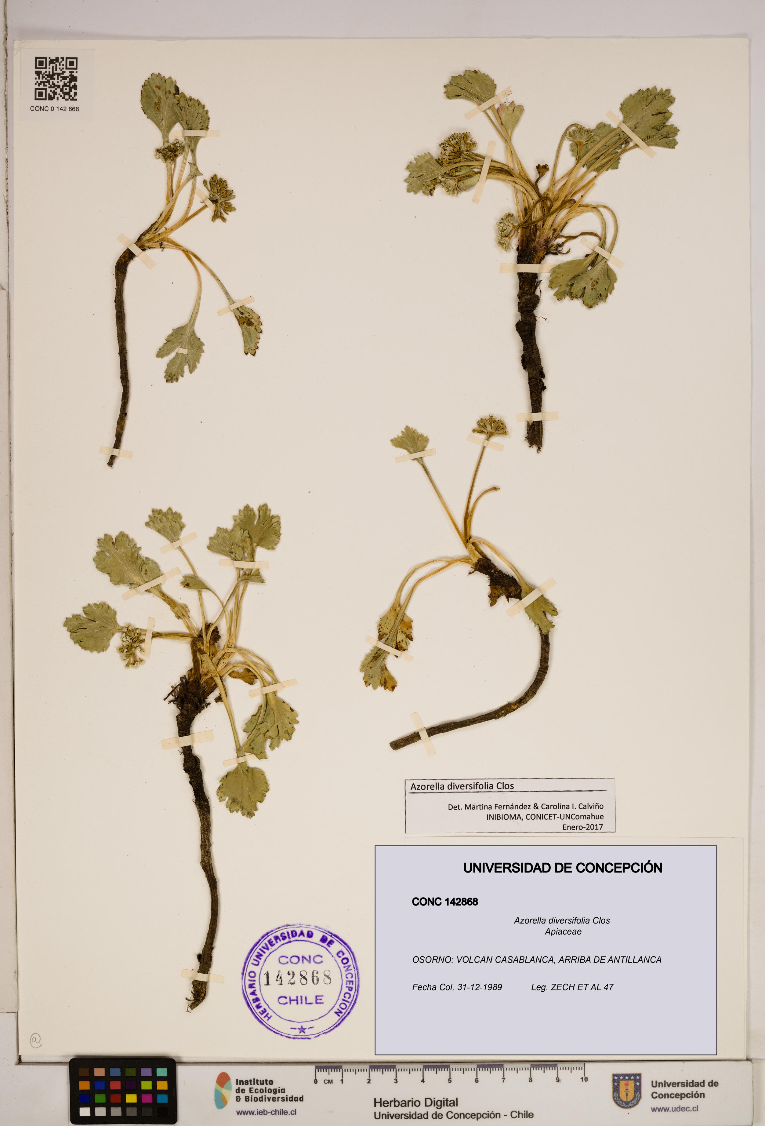 Azorella diversifolia [Espécimen: ]