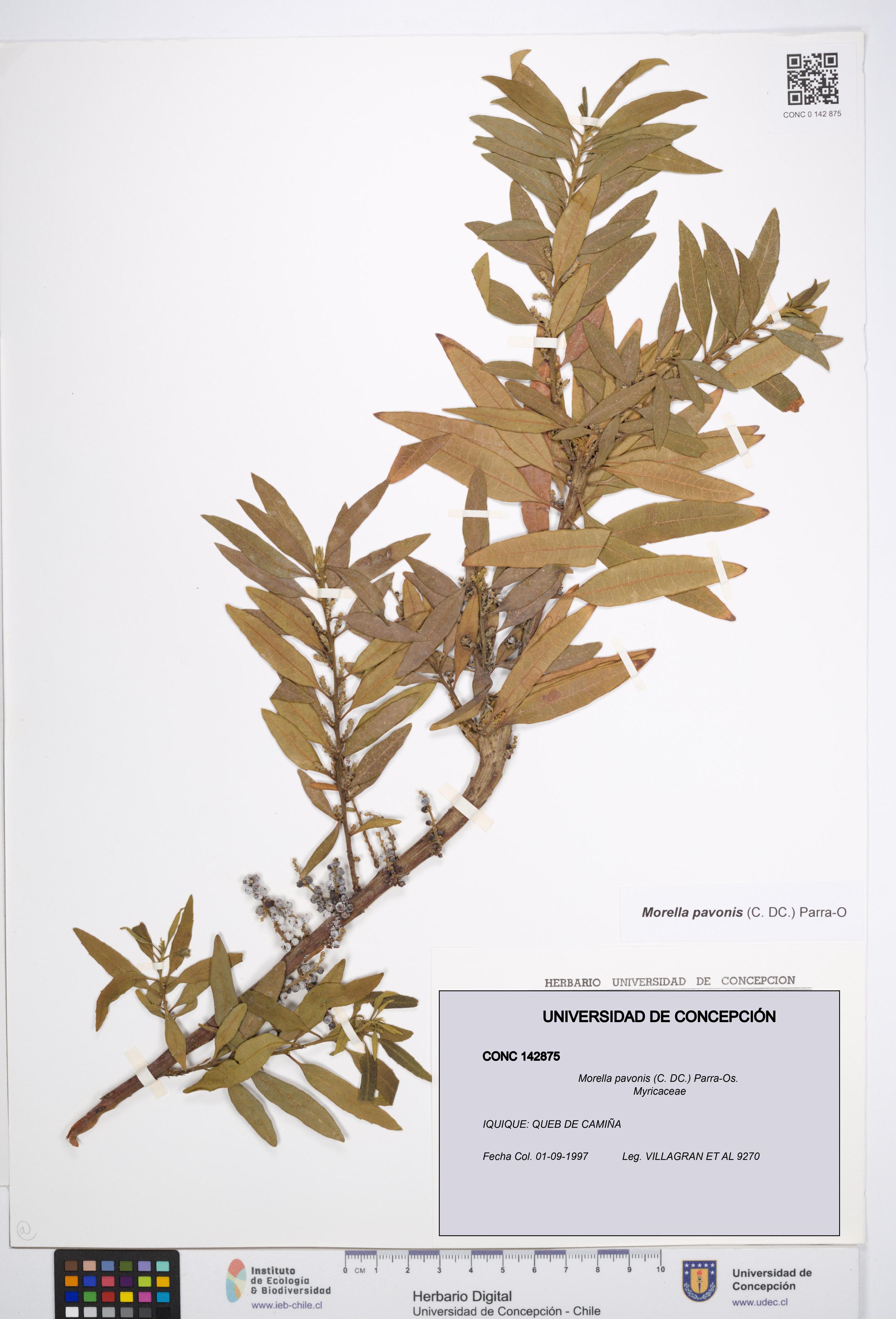 Morella pavonis [Espécimen: UDEC:CONC:0142875]