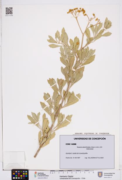 Tessaria absinthioides [Espécimen: ]