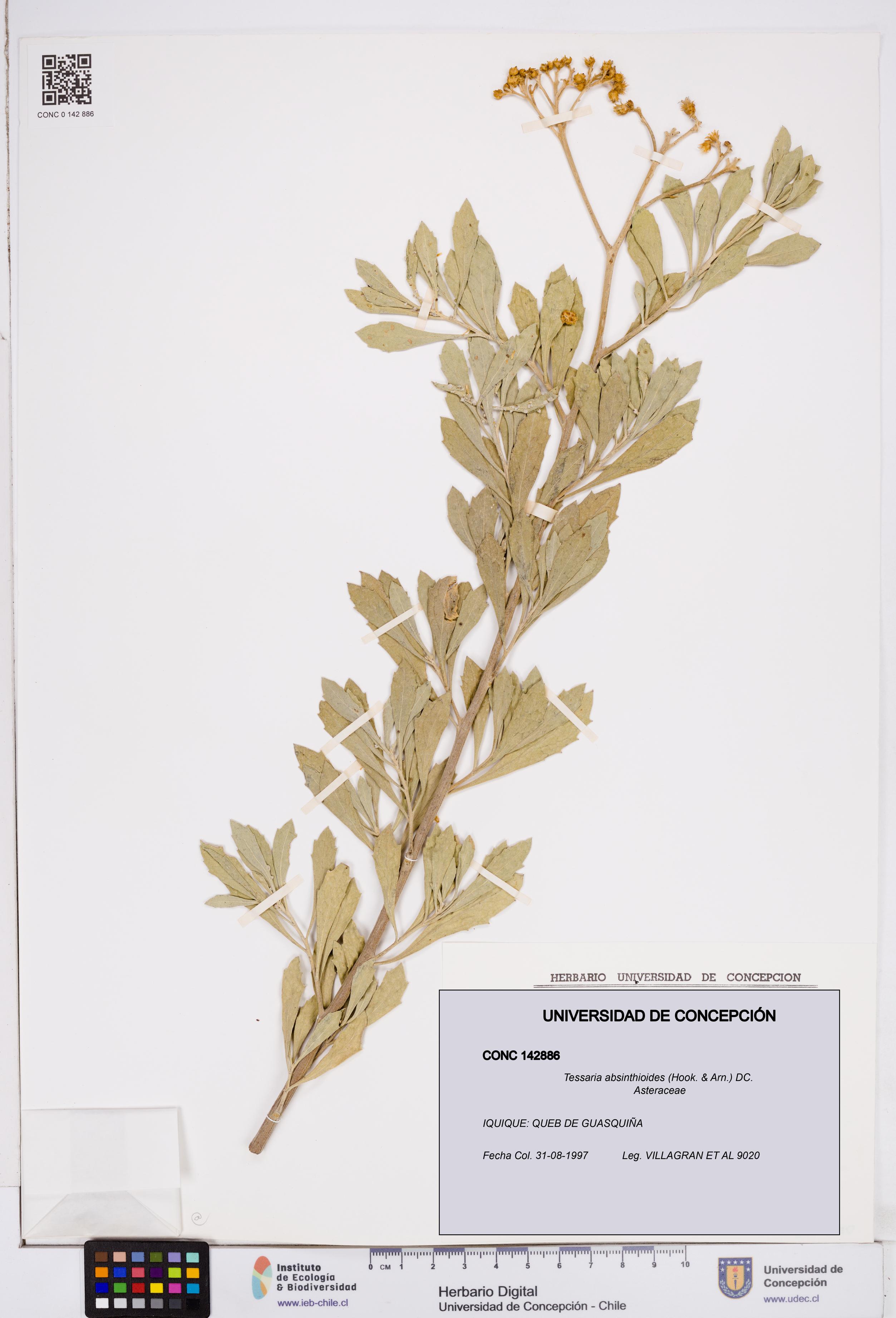 Tessaria absinthioides [Espécimen: ]