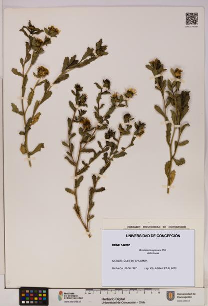 Grindelia tarapacana [Espécimen: UDEC:CONC:0142887]