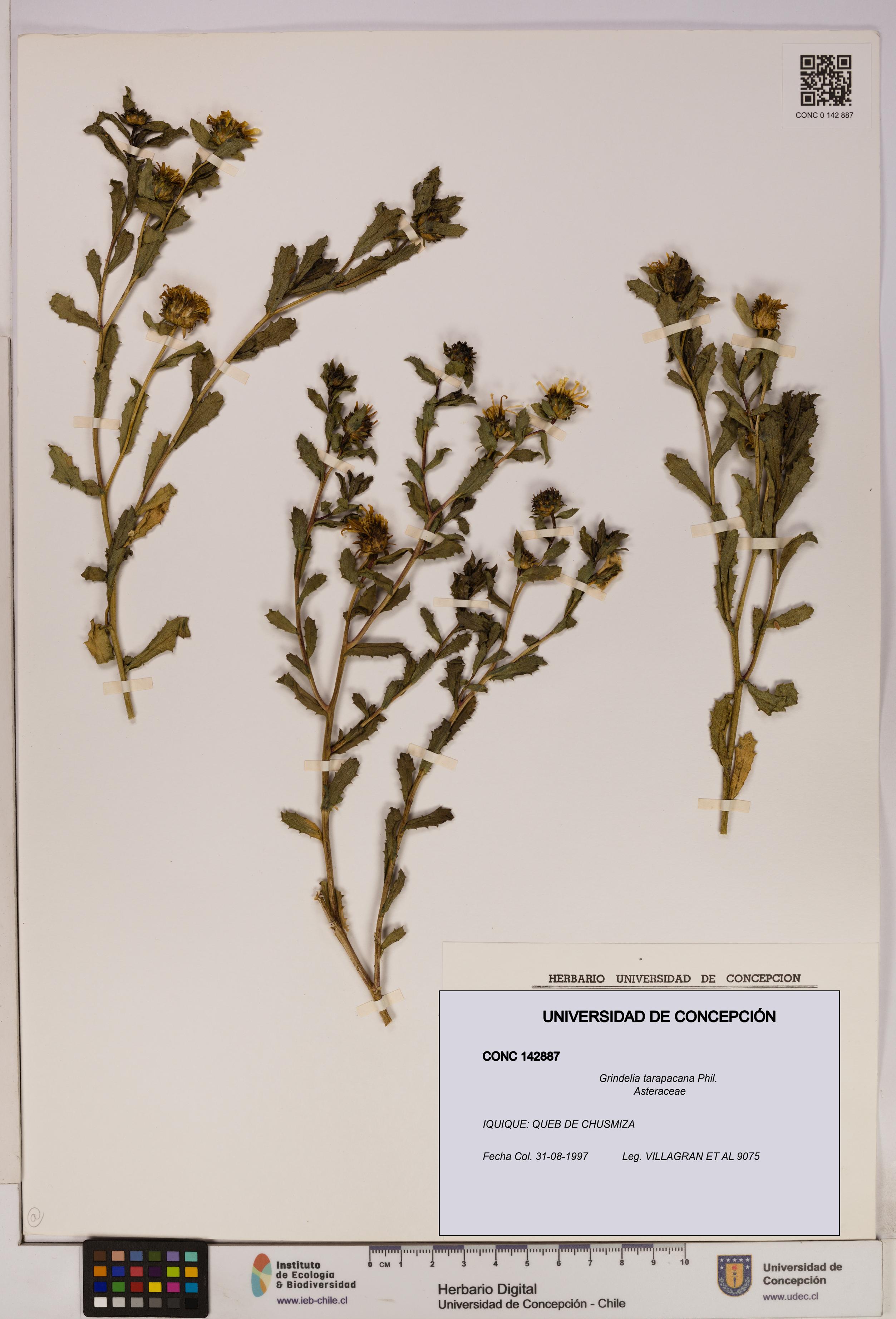 Grindelia tarapacana [Espécimen: UDEC:CONC:0142887]