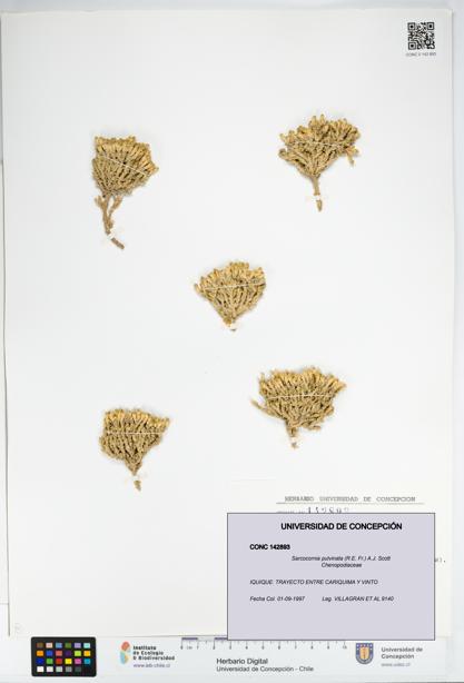 Sarcocornia pulvinata [Espécimen: UDEC:CONC:0142893]